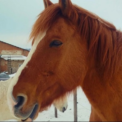 Кінь Лео