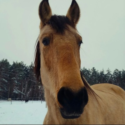 Кінь Женя