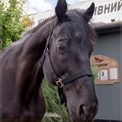 Кінь Інтер